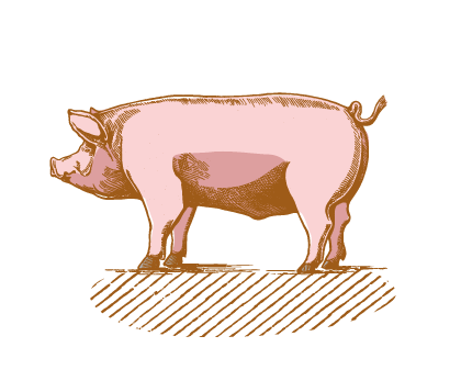 Porcs et lentilles