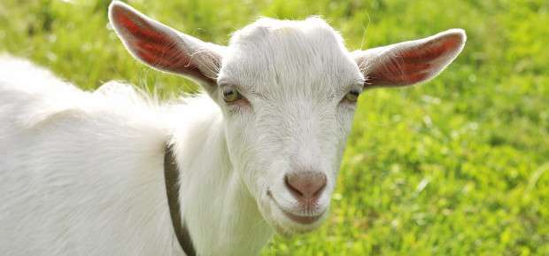 Have you thought about infant milk made from goat milk?